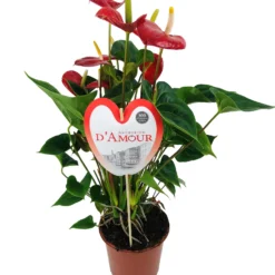 Flamingoplant (Anthurium Andreanum 'Burning Love') D 21 H 75 Cm
