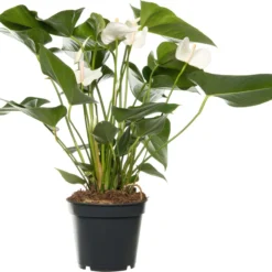 Flamingoplant (Anthurium Andreanum 'White Winner') D 17 H 55 Cm