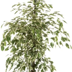 Treurvijg (Ficus Benjamina 'Twilight') D 21 H 100 Cm