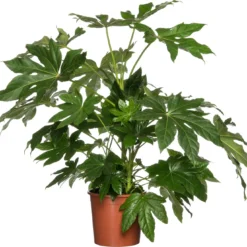 Vingerplant (Fatsia Japonica) D 24 H 90 Cm