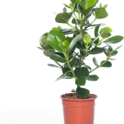 Clusia (Clusia Rosea 'Green Magic') D 27 H 100 Cm