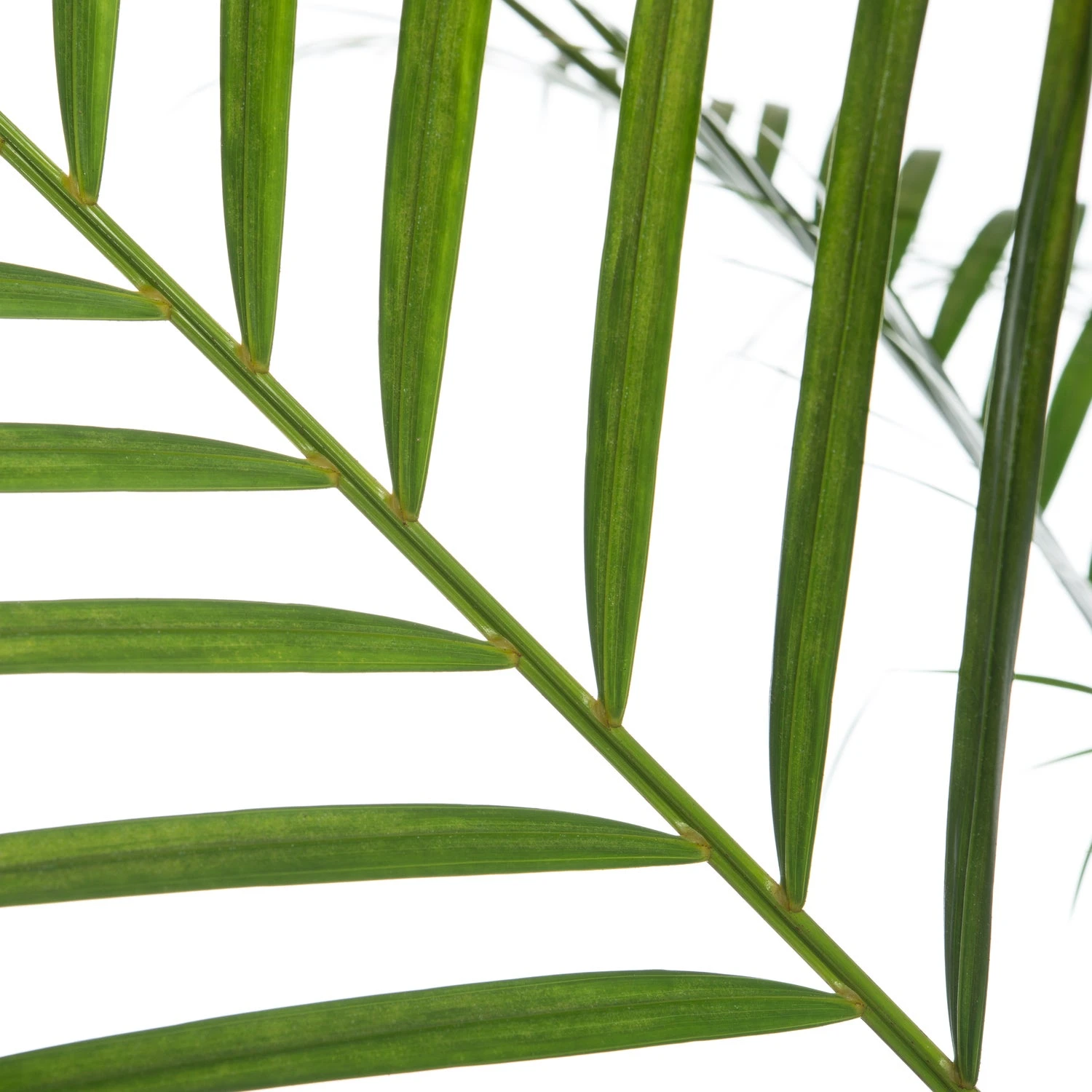 Goudpalm (Dypsis Lutescens) D 32 H 170 Cm 2 Goudpalm (Dypsis Lutescens) D 32 H 170 Cm - Afbeelding 2