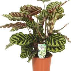Calathea (Calathea Makoyana) D 17 H 60 Cm