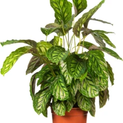 Calathea (Calathea 'Flamestar') D 27 H 75 Cm