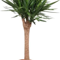 Yucca (Yucca Elephantipes) D 45 H 180 Cm