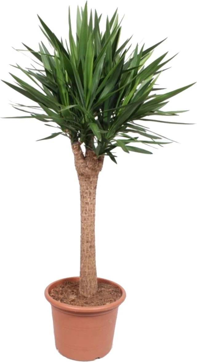 Yucca (Yucca Elephantipes) D 45 H 180 Cm 1 Yucca (Yucca Elephantipes) D 45 H 180 Cm