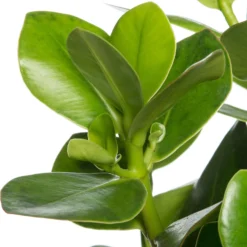 Clusia (Clusia Rosea 'Princess') D 21 H 55 Cm -Boom Hart Verkoopwinkel 8717263545392 2