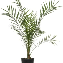Canarische Dadelpalm (Phoenix Canariensis) D 19 H 90 Cm
