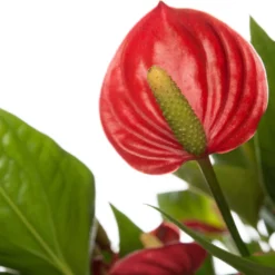 Flamingoplant (Anthurium Andraeanum 'Million Flowers') D 17 H 50 Cm -Boom Hart Verkoopwinkel 8717263546214 2