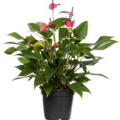 Flamingoplant (Anthurium Andrianum 'Karma Purple') D 17 H 50 Cm