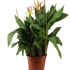 Heliconia (Heliconia 'Hawaii') D 17 H 80 Cm