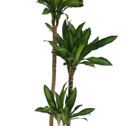 Drakenbloedboom (Dracaena Fragrans) D 24 H 140 Cm -Boom Hart Verkoopwinkel 8717263547167 3