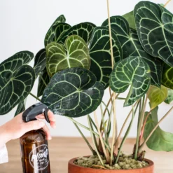 Aderplant (Anthurium Clarinervium) D 32 H 75 Cm