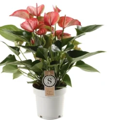 Flamingoplant (Anthurium Andraeanum 'Livium Red') D 14 H 50 Cm