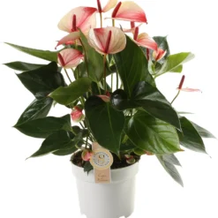 Flamingoplant (Anthurium Andraeanum 'Mystique') D 17 H 55 Cm