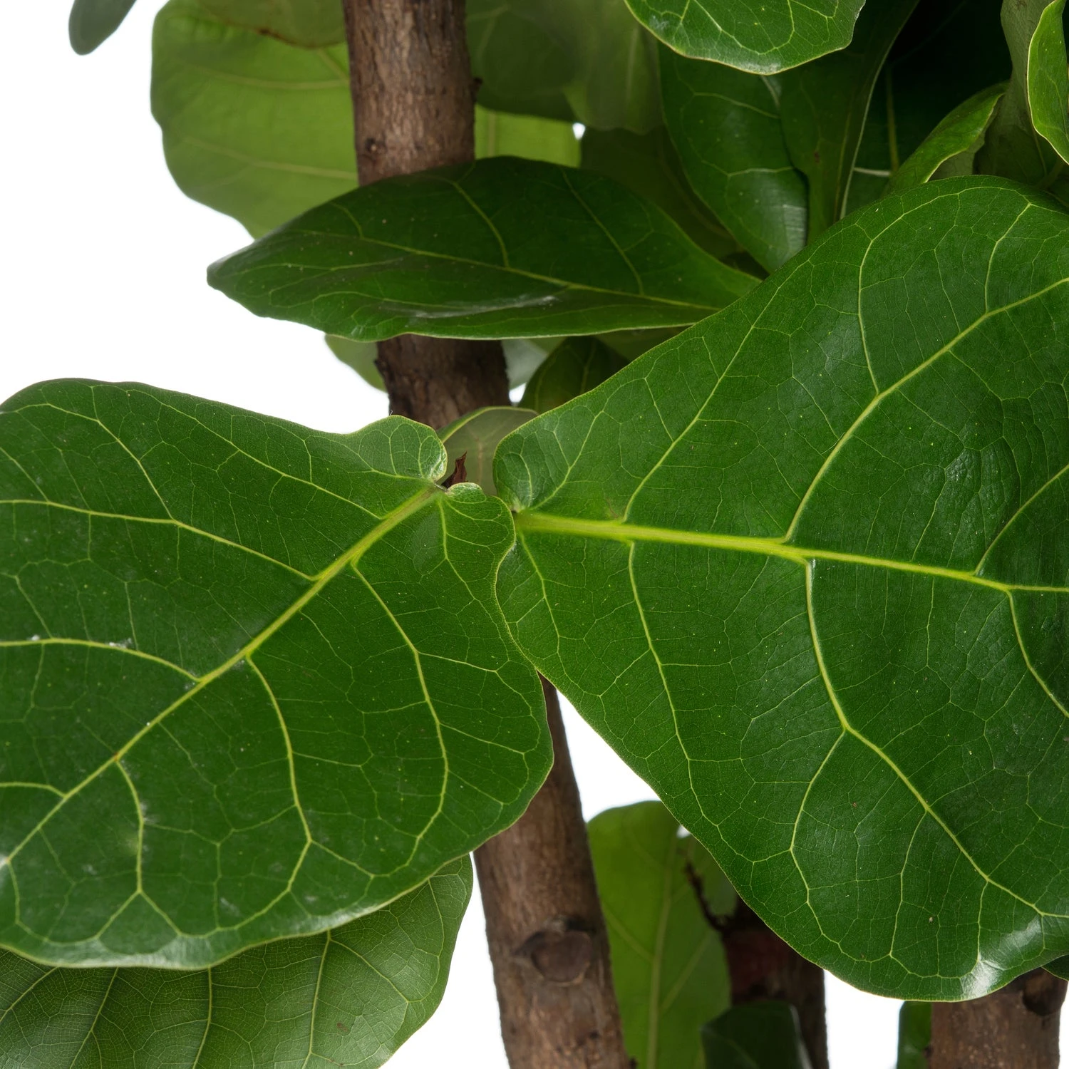 Vioolbladplant (Ficus Lyrata) D 27 H 140 Cm 2 Vioolbladplant (Ficus Lyrata) D 27 H 140 Cm - Afbeelding 2