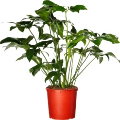 Philodendron (Philodendron 'Fun Bun') D 24 H 110 Cm