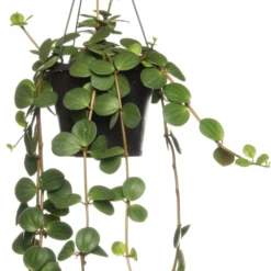 Peperomia (Peperomia 'Hope') D 17 H 25 Cm