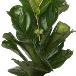 Vioolbladplant (Ficus Lyrata) D 17 H 65 Cm