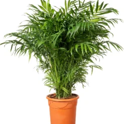Bergpalm (Chamaedorea Elegans) D 20 H 80 Cm