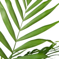 Bergpalm (Chamaedorea Elegans) D 20 H 80 Cm -Boom Hart Verkoopwinkel 8717263549321 2 1