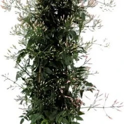 Jasmijn (Jasminum Polyanthum) Piramide D 17 H 70 Cm