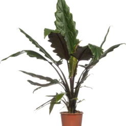 Alocasia (Alocasia 'Lauterbachiana') D 19 H 75 Cm