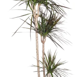 Drakenbloedboom (Dracaena Marginata 'Magenta') D 24 H 150 Cm