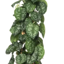 Scindapsus (Epipremnum Pictus 'Trebie') D 24 H 110 Cm
