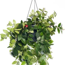 Lippenstiftplant (Aeschynanthus 'Mona Lisa') D 15 H 45 Cm