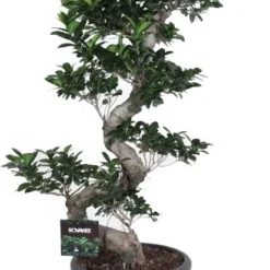 Chinese Vijg (Ficus Microcarpa 'Ginseng') D 40 H 140 Cm