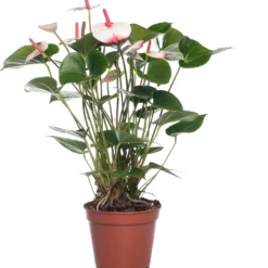 Flamingoplant (Anthurium Andrianum 'Princes Amalia Elegance') D 17 H 50 Cm
