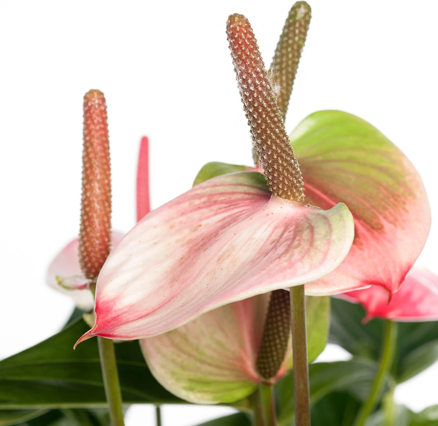 Flamingoplant (Anthurium Andreanum 'Amalia Elegance') D 21 H 70 Cm 2 Flamingoplant (Anthurium Andreanum 'Amalia Elegance') D 21 H 70 Cm - Afbeelding 2