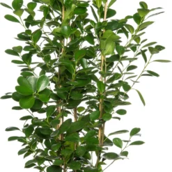 Vijgenboom (Ficus Microcarpa 'Moclame') D 24 H 85 Cm