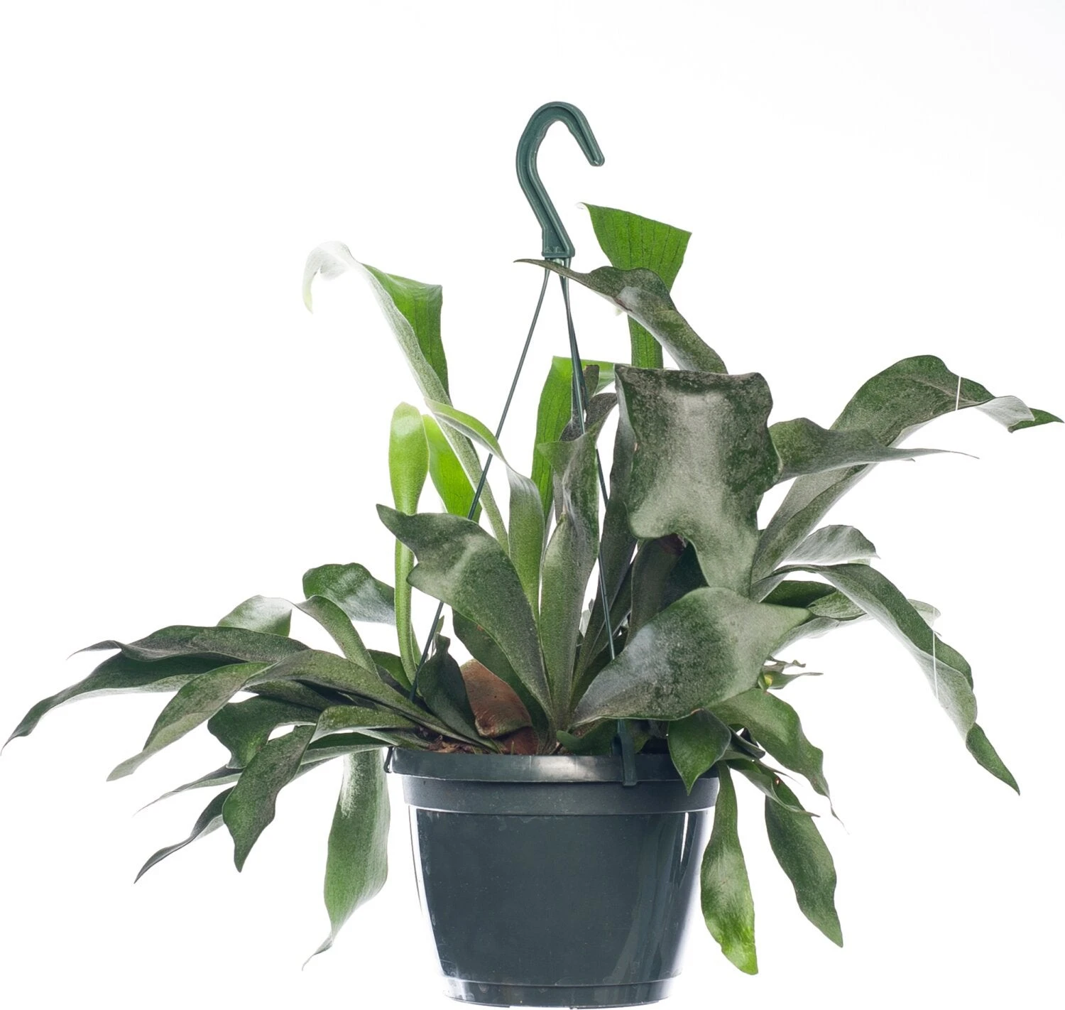 Hertshoornvaren (Platycerium Bifurcatum) D 18 H 25 Cm 1 Hertshoornvaren (Platycerium Bifurcatum) D 18 H 25 Cm