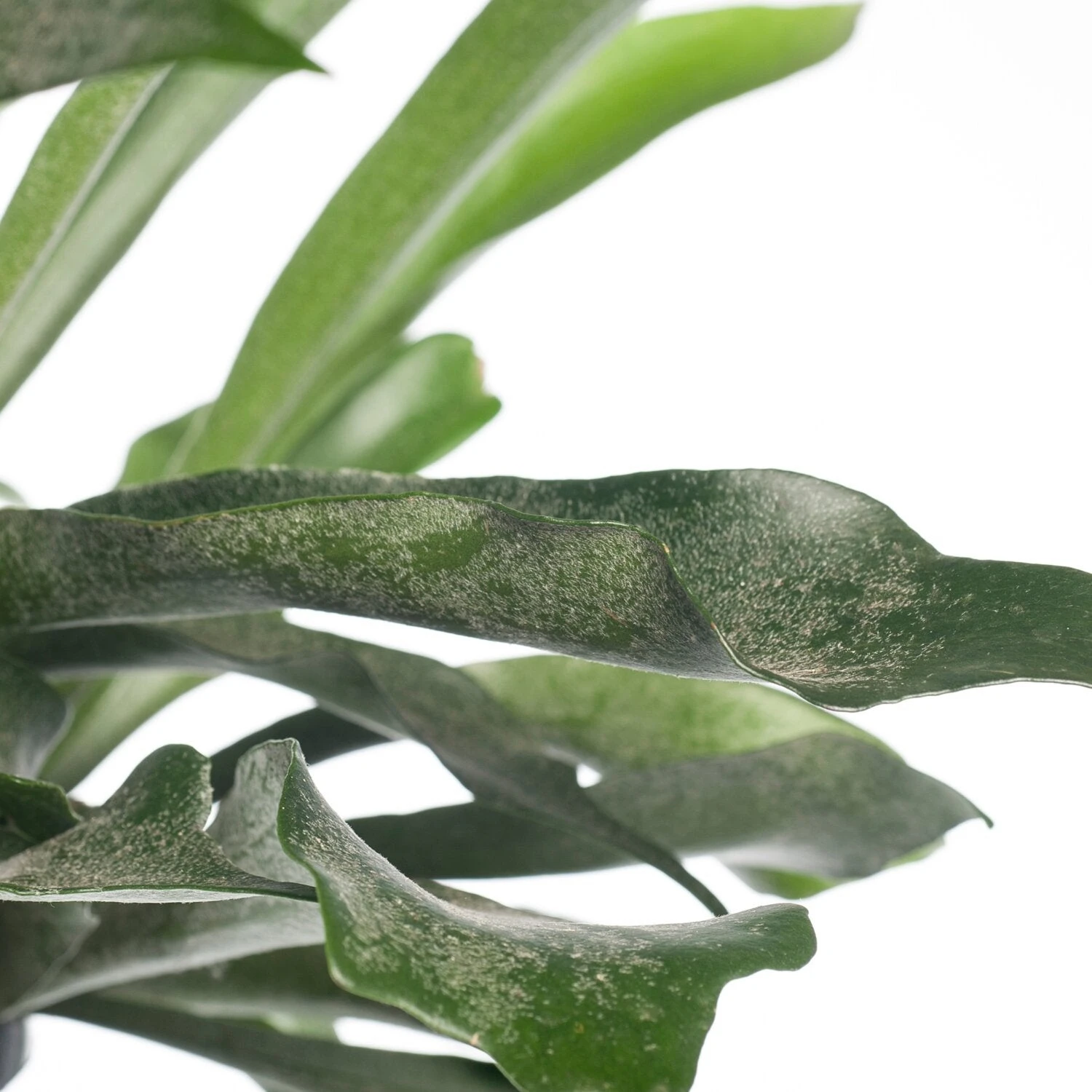 Hertshoornvaren (Platycerium Bifurcatum) D 18 H 25 Cm 2 Hertshoornvaren (Platycerium Bifurcatum) D 18 H 25 Cm - Afbeelding 2