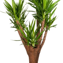 Yucca (Yucca Elephantipes) D 35 H 170 Cm