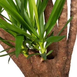 Yucca (Yucca Elephantipes) D 35 H 170 Cm -Boom Hart Verkoopwinkel 8717263648659 2 1