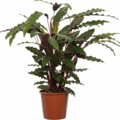 Calathea (Calathea Rufibarba) D 19 H 80 Cm