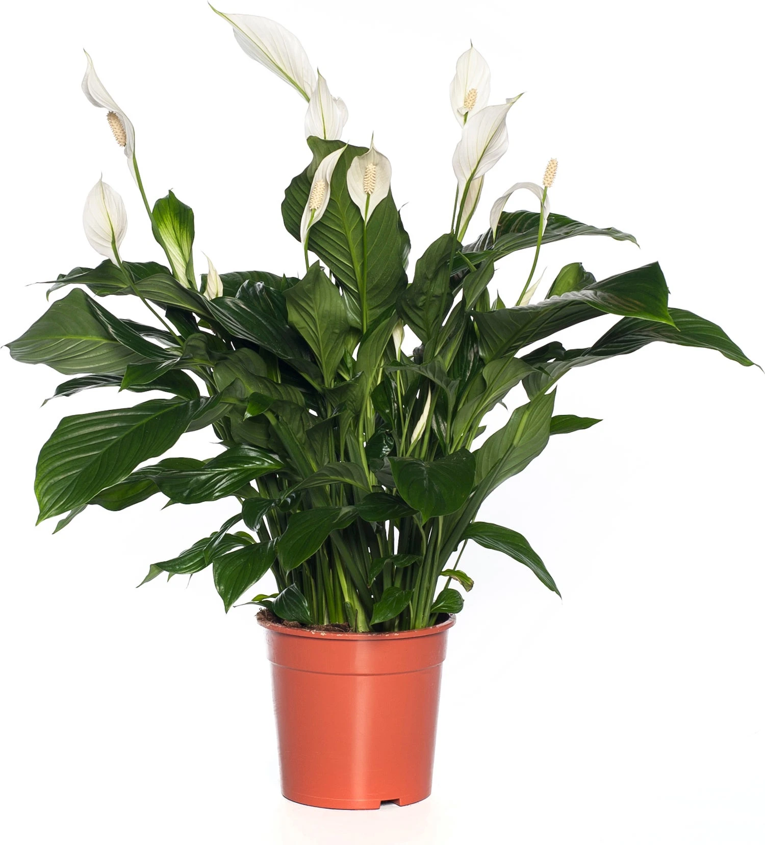 Lepelplant (Spathiphyllum 'Sweet Lauretta') D 19 H 90 Cm 1 Lepelplant (Spathiphyllum 'Sweet Lauretta') D 19 H 90 Cm