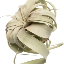 Tillandsia (Tillandsia Xerographica) D 1 H 10 Cm