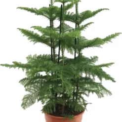 Kamerden (Araucaria Heterophylla) D 27 H 100 Cm