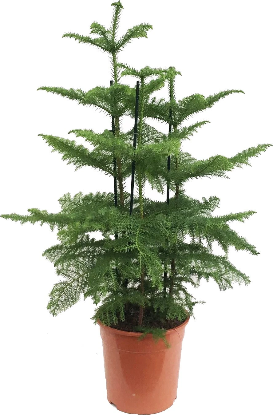 Kamerden (Araucaria Heterophylla) D 27 H 100 Cm 1 Kamerden (Araucaria Heterophylla) D 27 H 100 Cm