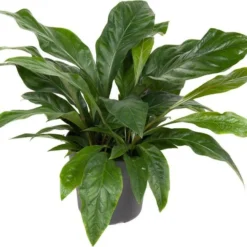 Langbladige Flamingoplant (Anthurium 'Jungle Bush') D 31 H 80 Cm