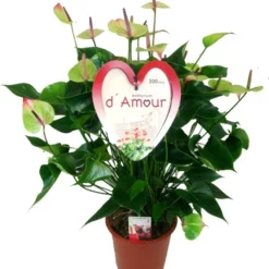 Flamingoplant (Anthurium Andreanum 'Jaguar Green') D 21 H 80 Cm