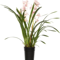 Cymbidium (Cymbidium) Roze D 14 H 80 Cm