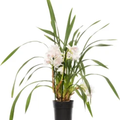Cymbidium (Cymbidium) Licht Roze D 14 H 80 Cm
