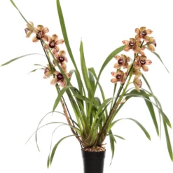 Cymbidium (Cymbidium 'Los Angeles') D 14 H 80 Cm