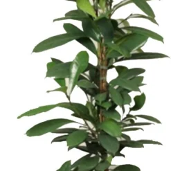 Groene Vijg Pyramide (Ficus Cyathistipula) D 30 H 170 Cm