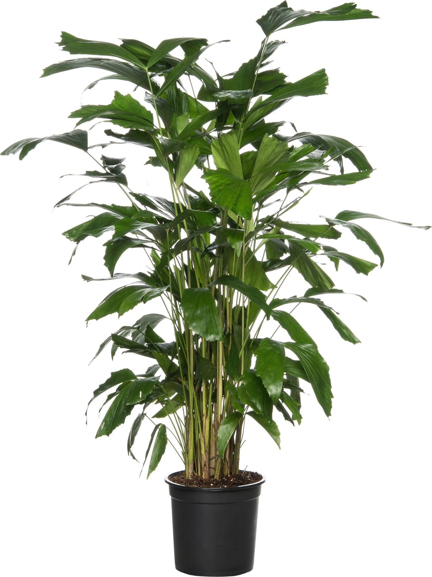 Vissenstaartpalm (Caryota Mitis ) D 31 H 160 Cm 1 Vissenstaartpalm (Caryota Mitis ) D 31 H 160 Cm